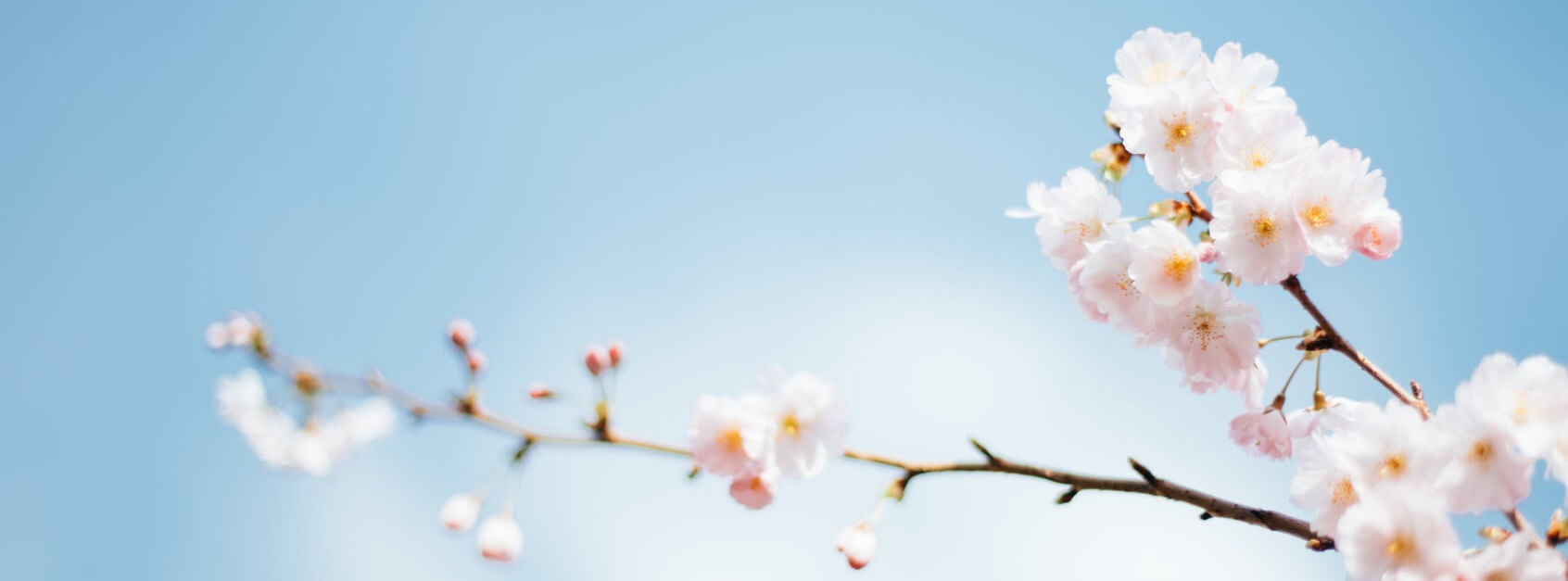 痴菡
